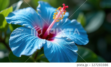 Close-up of a blue hibiscus flower with water droplets 127281086