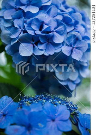 青い紫陽花 青い紫陽花 127281131