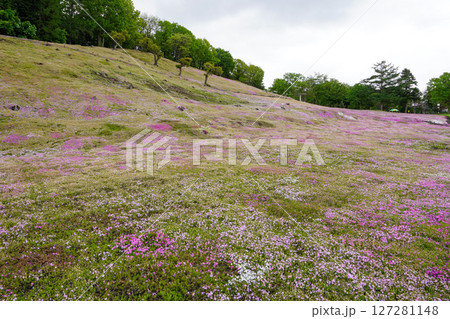 見ごろの過ぎた芝桜（太陽の丘えんがる公園） 127281148