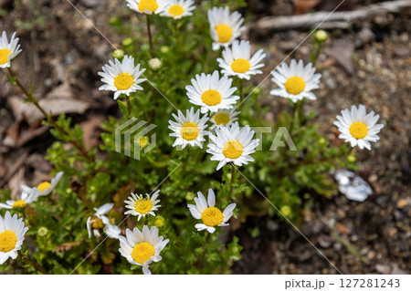 カンシロギク/ノースポールギク カンシロギク/ノースポールギク 127281243