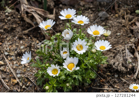 カンシロギク／ノースポールギク 127281244