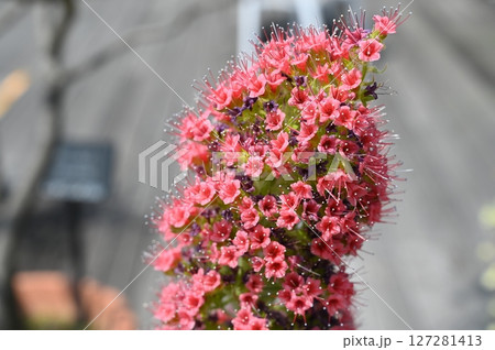 エキウム・ウィルドプレッティ　シソ目ムラサキ科 127281413