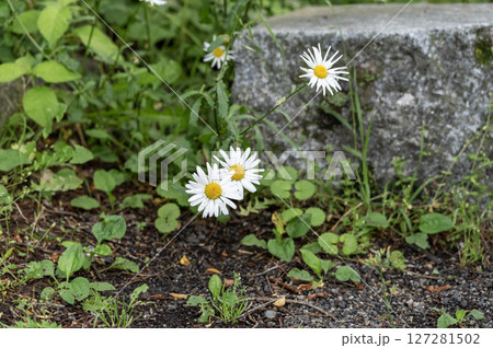 道端に咲くヒナギクの花 道端に咲くヒナギクの花 127281502