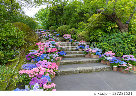 箱根強羅公園の紫陽花 127281521