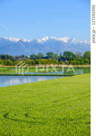 水田と北アルプスと麦畑【初夏の安曇野市】 127282092