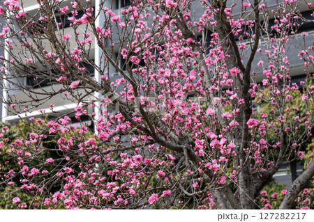 花桃（照手桃） 127282217