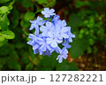 初夏のルリマツリの花 127282221
