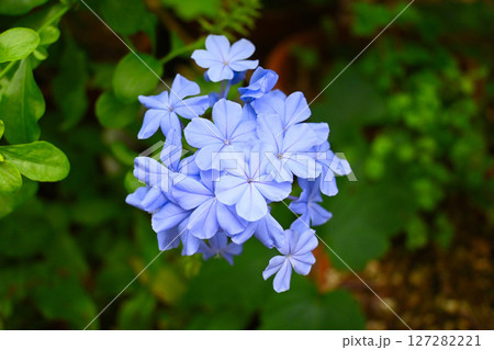 初夏のルリマツリの花 127282221