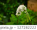 オカトラノオの花 127282222