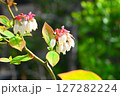 鈴なりのブルーベリーの花 127282224