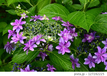 薄紫色の額紫陽花 127282225