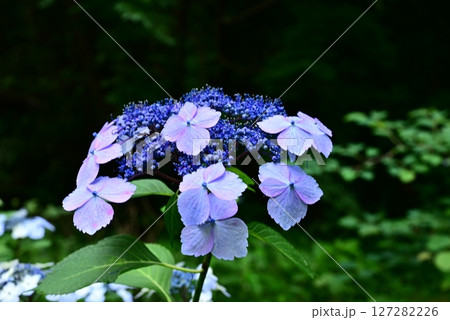 梅雨の晴れ間に咲く紫陽花 127282226