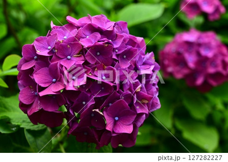 雨に濡れた紫陽花 127282227