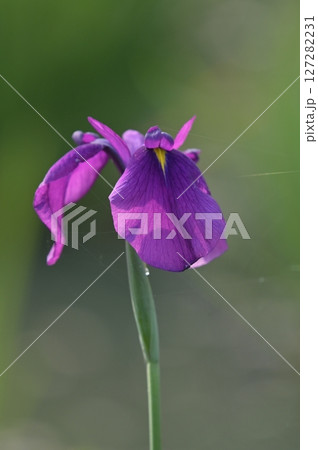 雨に濡れた花菖蒲 雨に濡れた花菖蒲 127282231