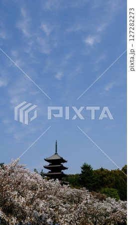 御室仁和寺の五重塔と御室桜 127282273