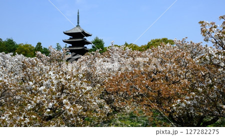 御室仁和寺の五重塔と御室桜 127282275