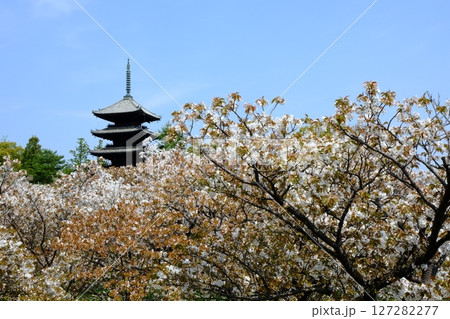 御室仁和寺の五重塔と御室桜 127282277