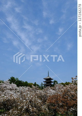 御室仁和寺の五重塔と御室桜 127282278