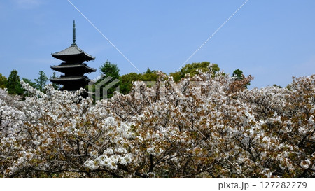 御室仁和寺の五重塔と御室桜 127282279