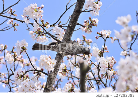 桜の花の蜜を吸うヒヨドリ 桜の花の蜜を吸うヒヨドリ 127282385