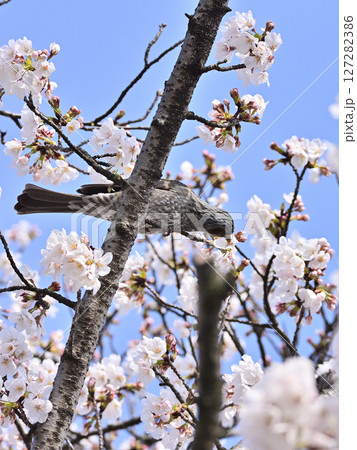 桜の花の蜜を吸うヒヨドリ 127282386