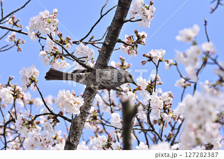 桜の花の蜜を吸うヒヨドリ 桜の花の蜜を吸うヒヨドリ 127282387