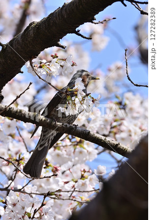 桜の花の蜜を吸うヒヨドリ 桜の花の蜜を吸うヒヨドリ 127282389