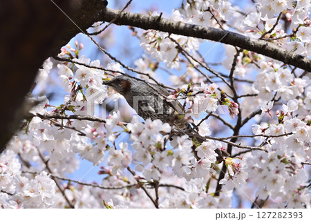 桜の花の蜜を吸うヒヨドリ 127282393