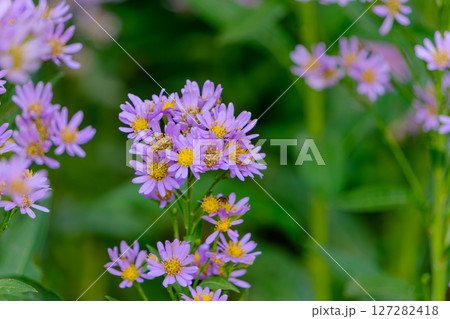 柔らかな朝光に包まれた紫の野菊 127282418