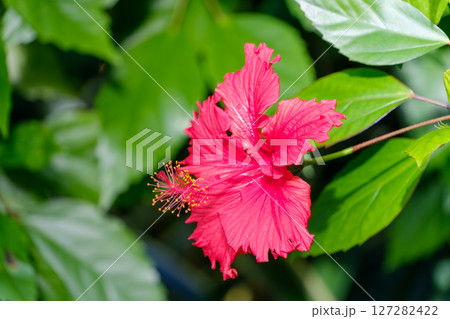 鮮やかな赤のハイビスカス 鮮やかな赤のハイビスカス 127282422