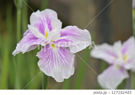 可憐な花しょうぶ 127282483