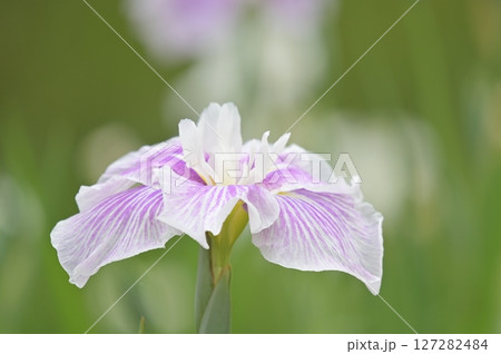 薄紫色の花菖蒲 127282484