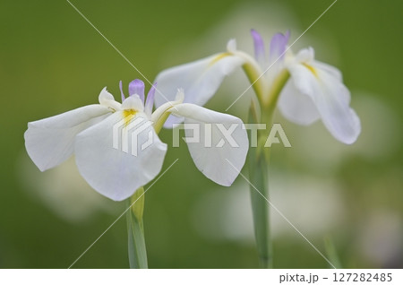 白い花菖蒲 127282485