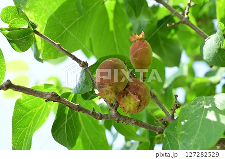 ソシンロウバイ(ウメ科)の木の実 ソシンロウバイ(ウメ科)の木の実 127282529