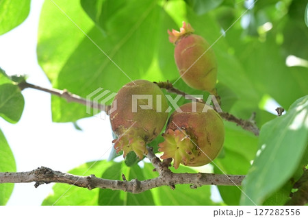 ソシンロウバイ（ウメ科）の木の実 127282556