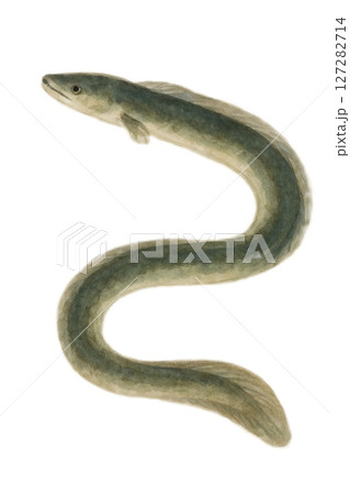 水彩のうなぎのイラスト 127282714