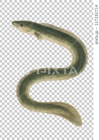 水彩鰻魚插圖 127282714