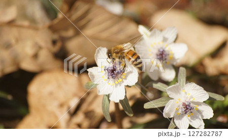 節分草の蜜を吸うセイヨウミツバチ 127282787