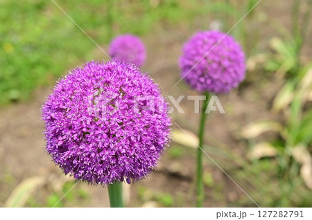 アリウムスターマイン（ネギ科）見頃のお花 127282791