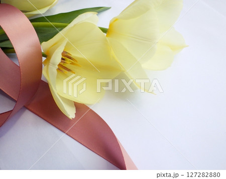 オフホワイトのチューリップとパールピンク色のリボン オフホワイトのチューリップとパールピンク色のリボン 127282880