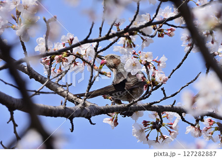 桜の花の蜜を吸うヒヨドリ 桜の花の蜜を吸うヒヨドリ 127282887