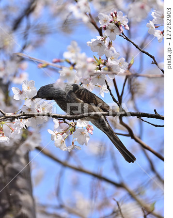 桜の花の蜜を吸うヒヨドリ 127282903