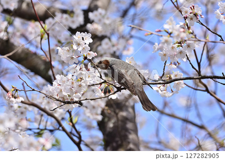 桜の花の蜜を吸うヒヨドリ 127282905