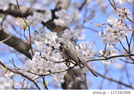 桜の花の蜜を吸うヒヨドリ 127282906