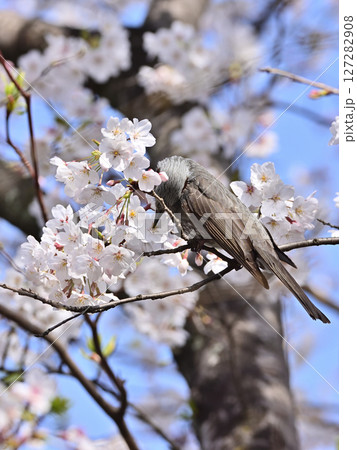桜の花の蜜を吸うヒヨドリ 127282908