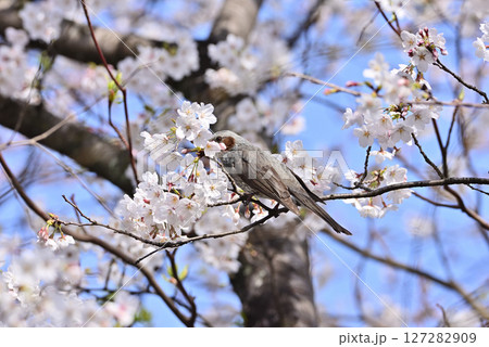 桜の花の蜜を吸うヒヨドリ 桜の花の蜜を吸うヒヨドリ 127282909