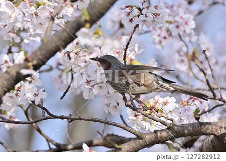 桜の花の蜜を吸うヒヨドリ 桜の花の蜜を吸うヒヨドリ 127282912