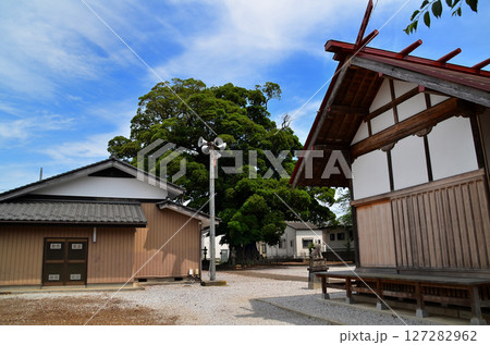 埼玉県日高市上鹿山の高麗川神社　御神木のタブノキ 127282962