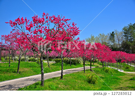 《愛知県》春のモリコロパーク　満開のキクモモ 127283012