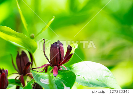 クロバナロウバイ クロバナロウバイ 127283343